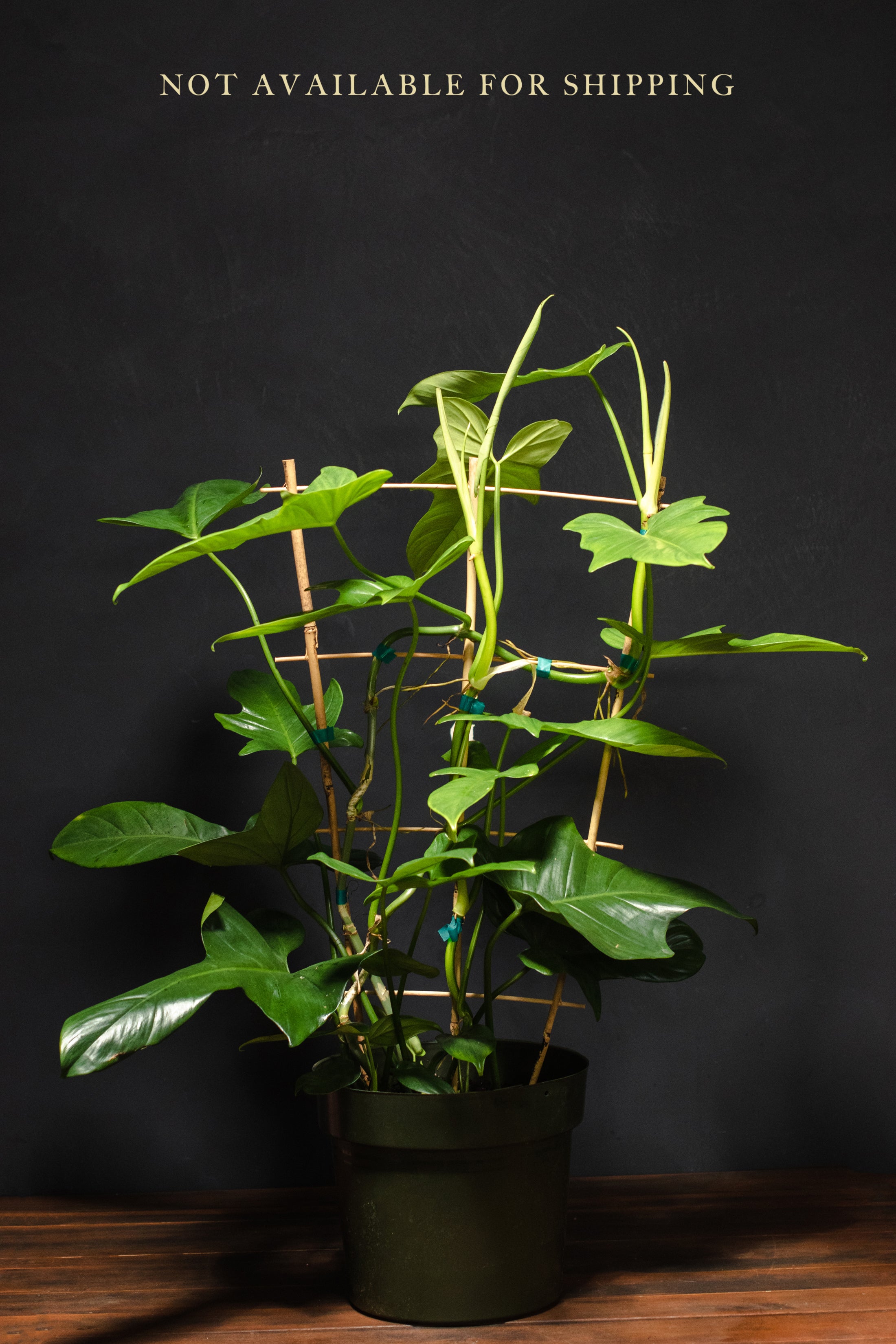 philodendron bipennifolium Large - Philodendron