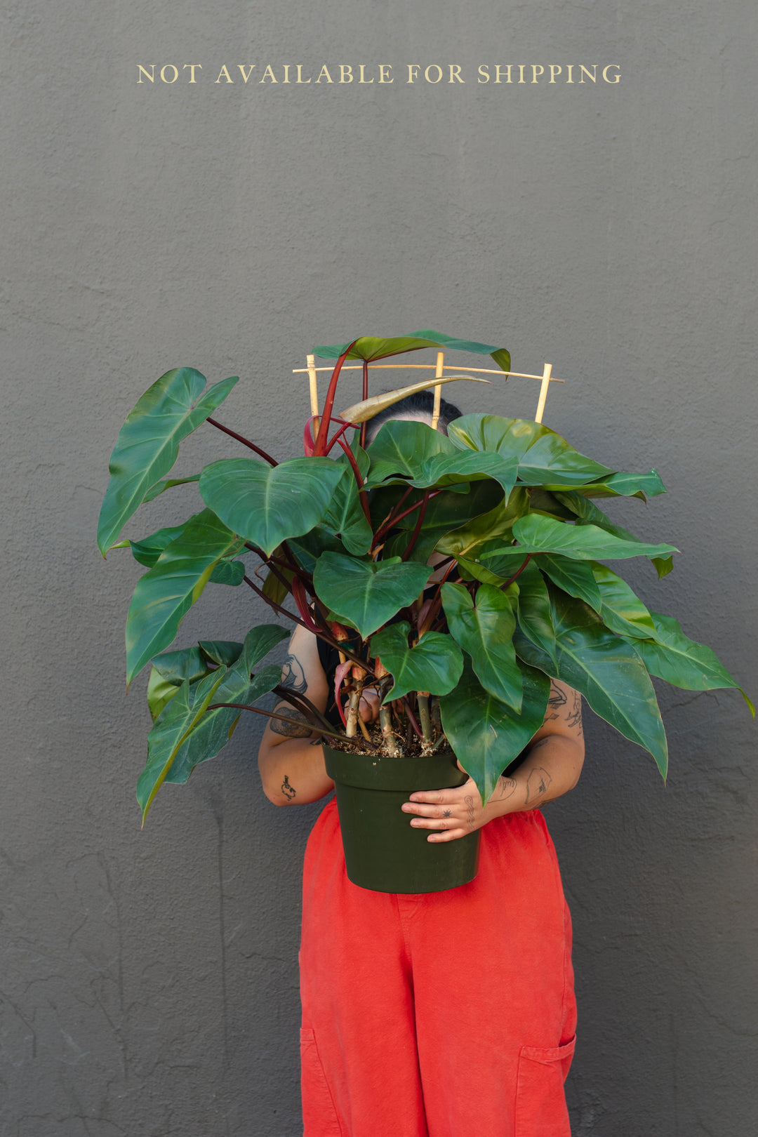 Large - Philodendron - Red Emerald