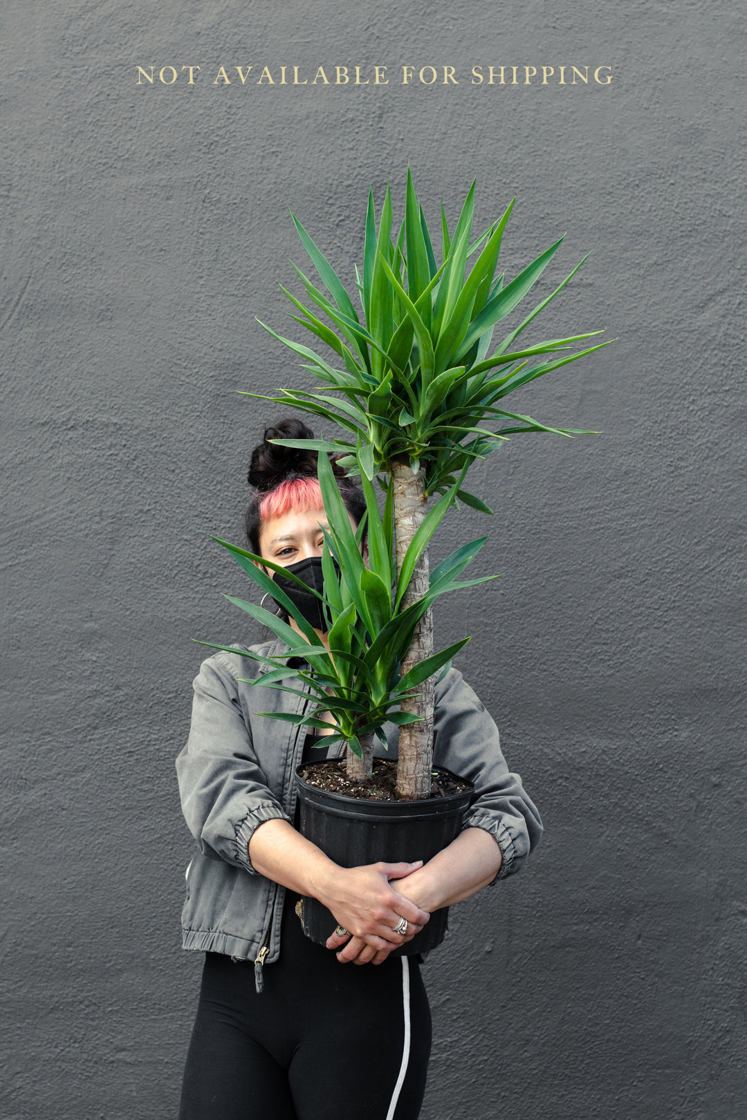 Yucca Cane