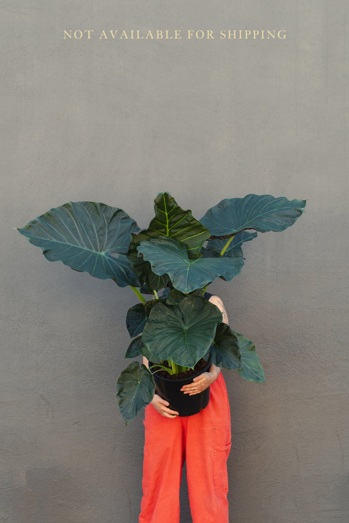 Large - Alocasia - Regal Shield