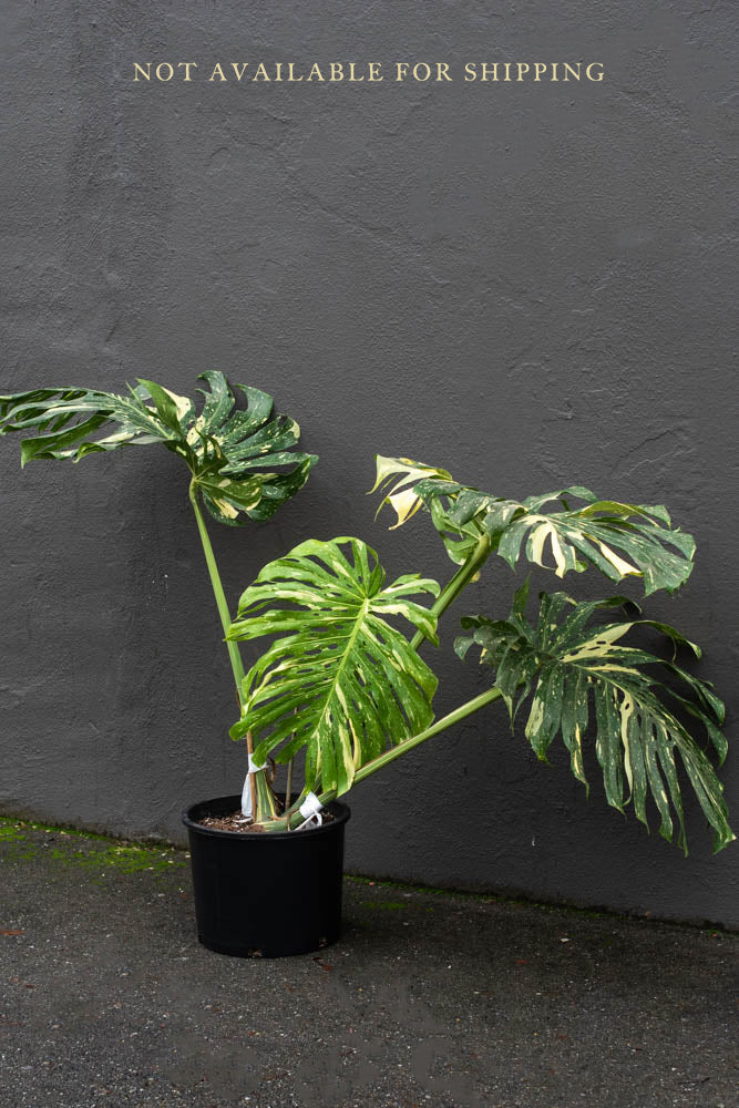 monstera thai constellation tricolor Monstera