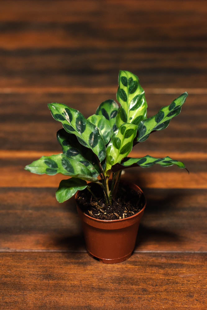 Calathea - Lancifolia