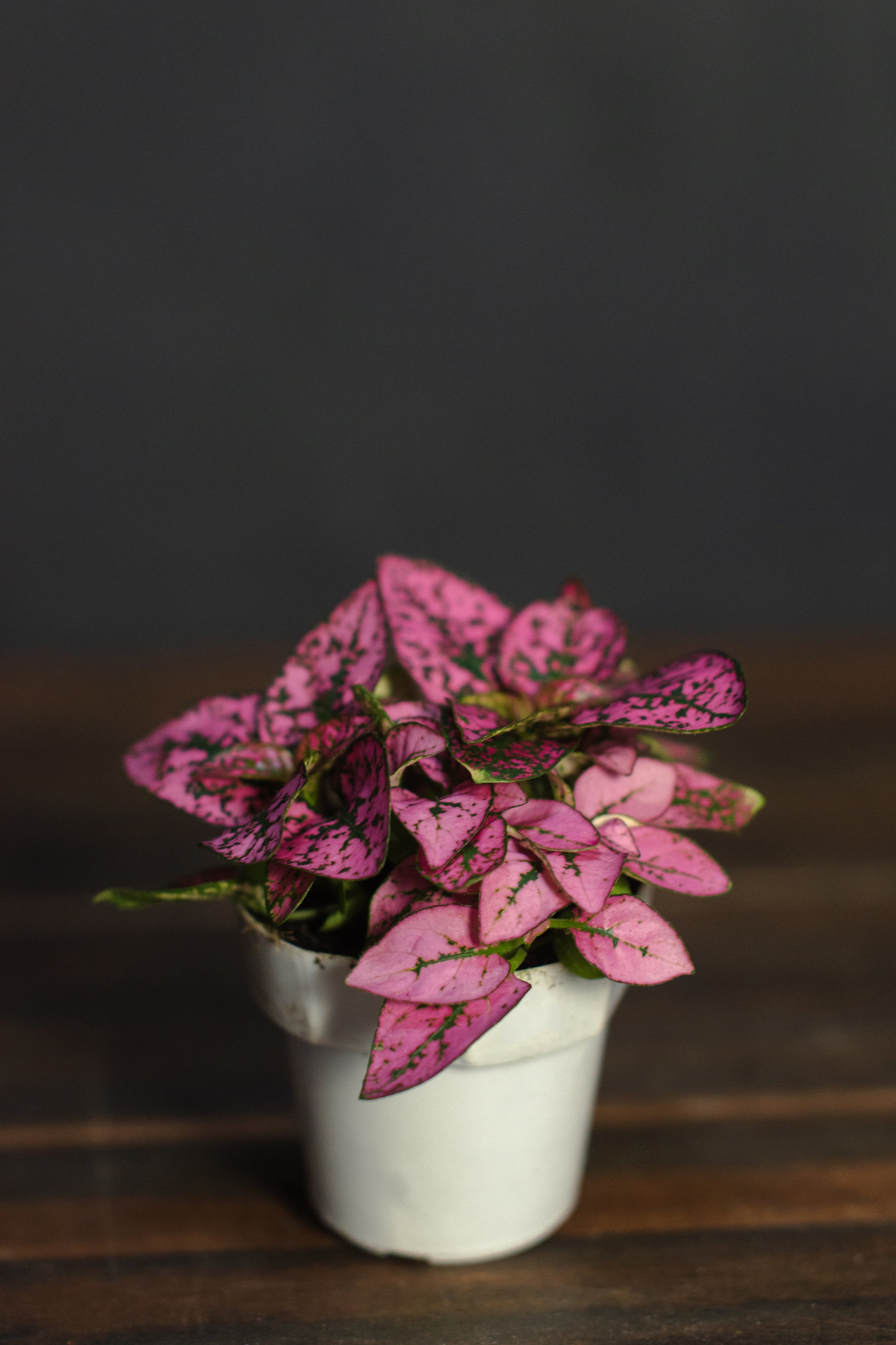 hypoestes indoor plant Hypoestes