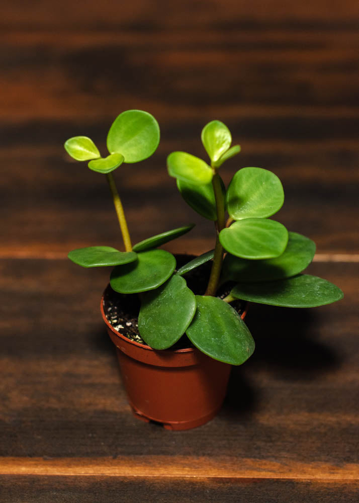 Peperomia - Hope
