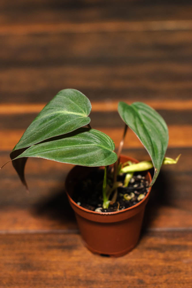Philodendron - Micans