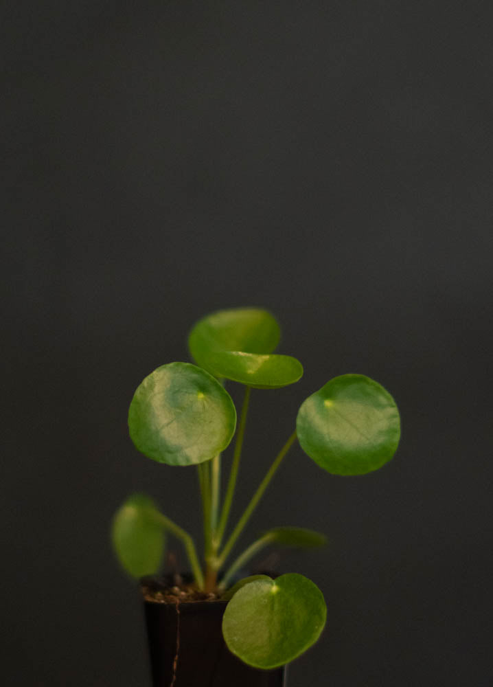 Pilea - Peperomioides