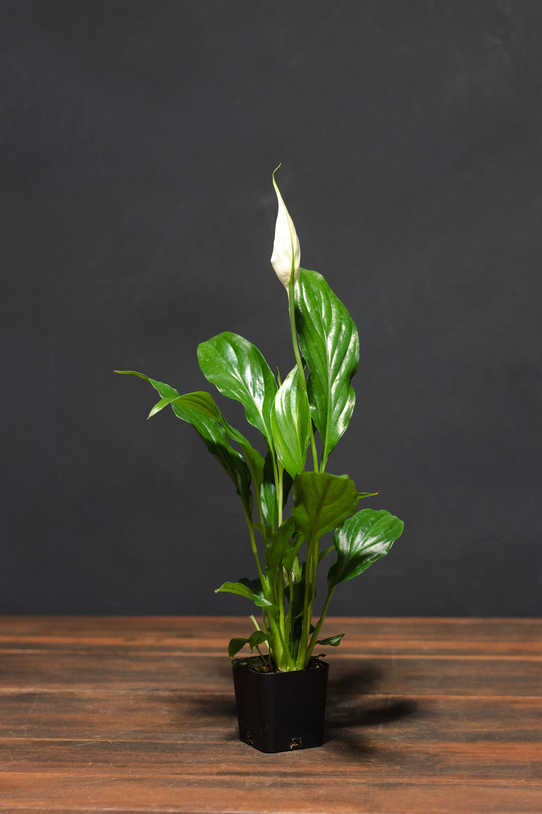 Spathiphyllum "Peace Lily"