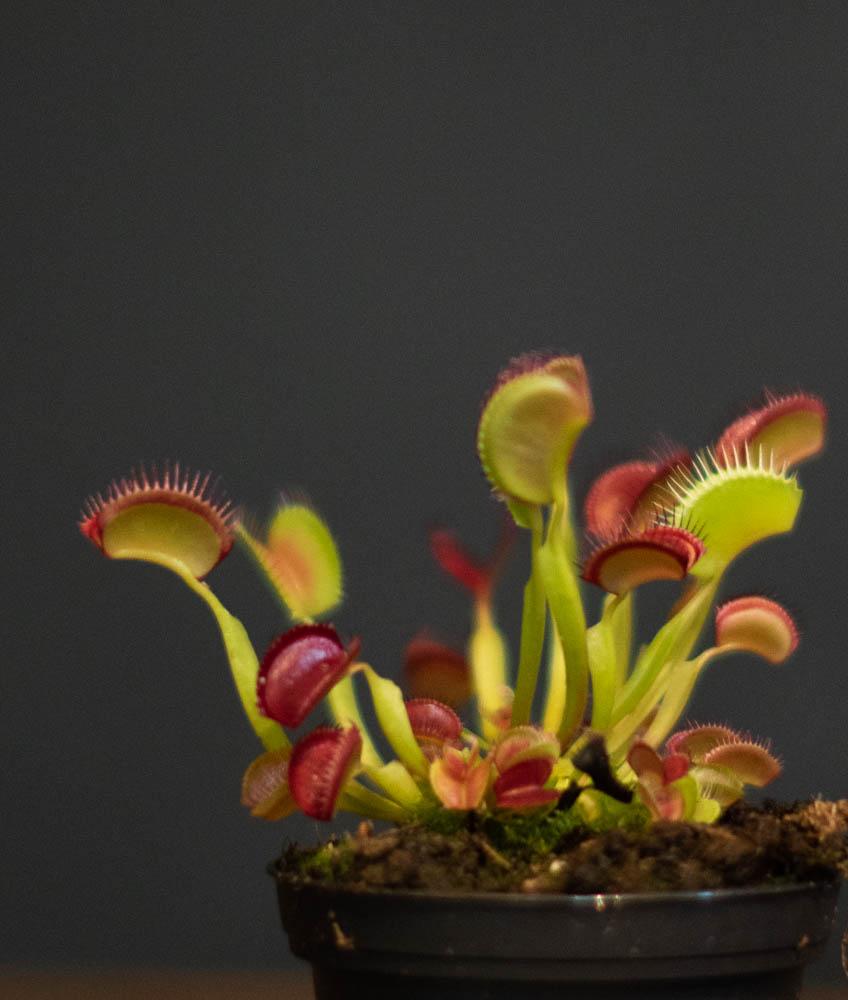 Dionea - Muscipula Venus Flytrap
