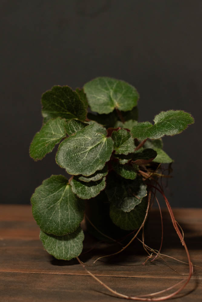 Saxifraga - Stolonifera "Strawberry Begonia"