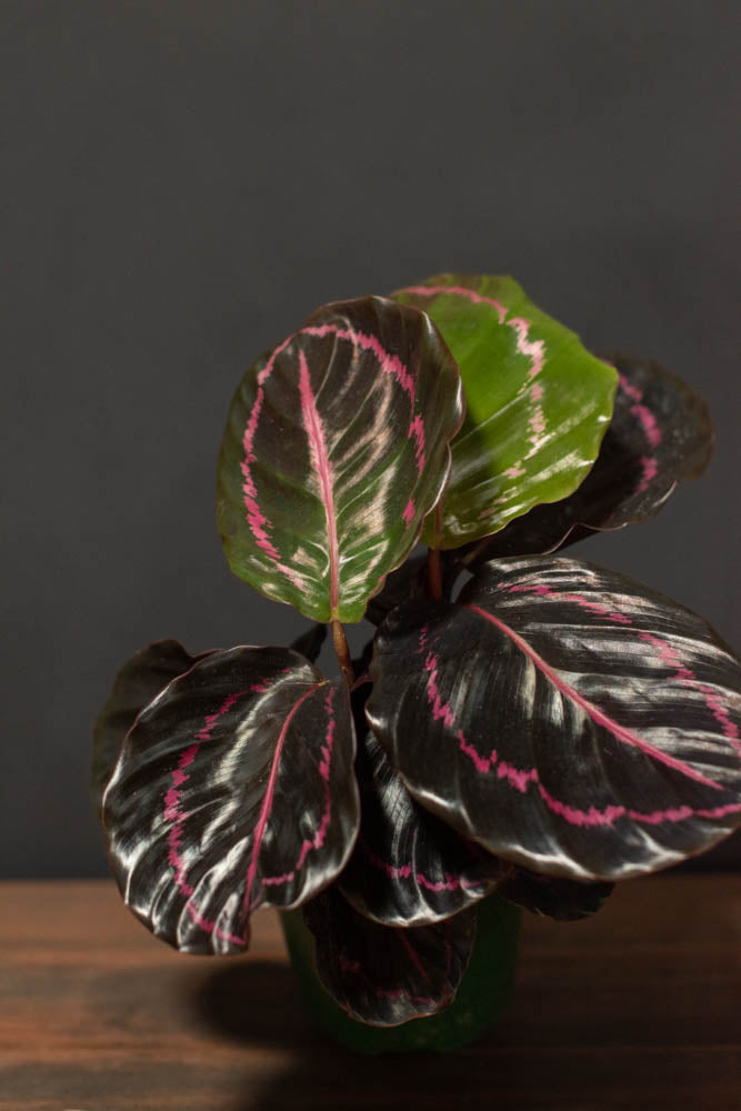 dottie calathea Calathea