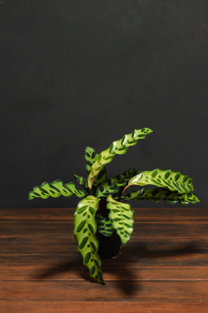 Calathea - Lancifolia