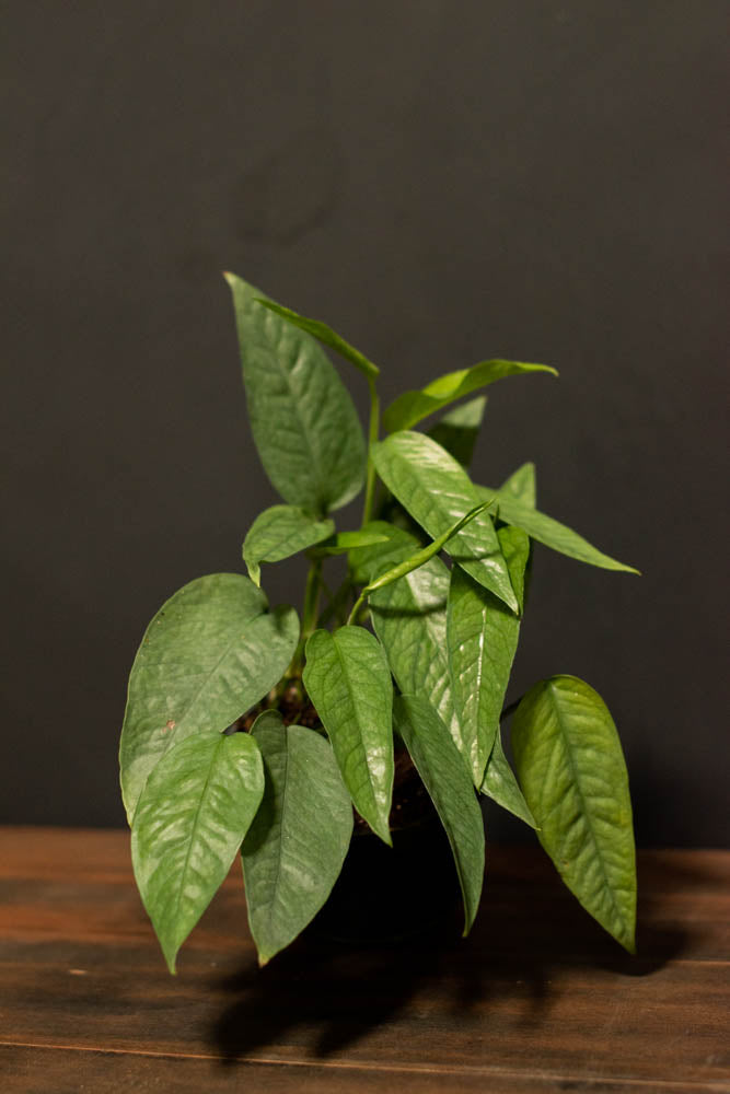 Pothos - Cebu Blue
