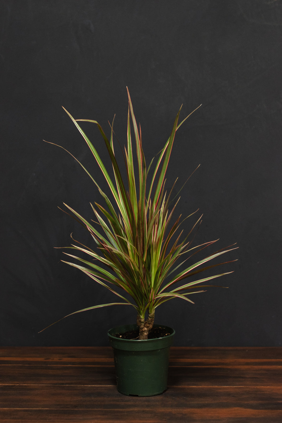 Dracaena - Marginata Bicolor