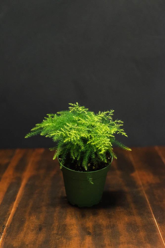 Fern - Asparagus Plumosa