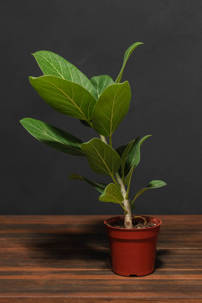 Ficus - Audrey