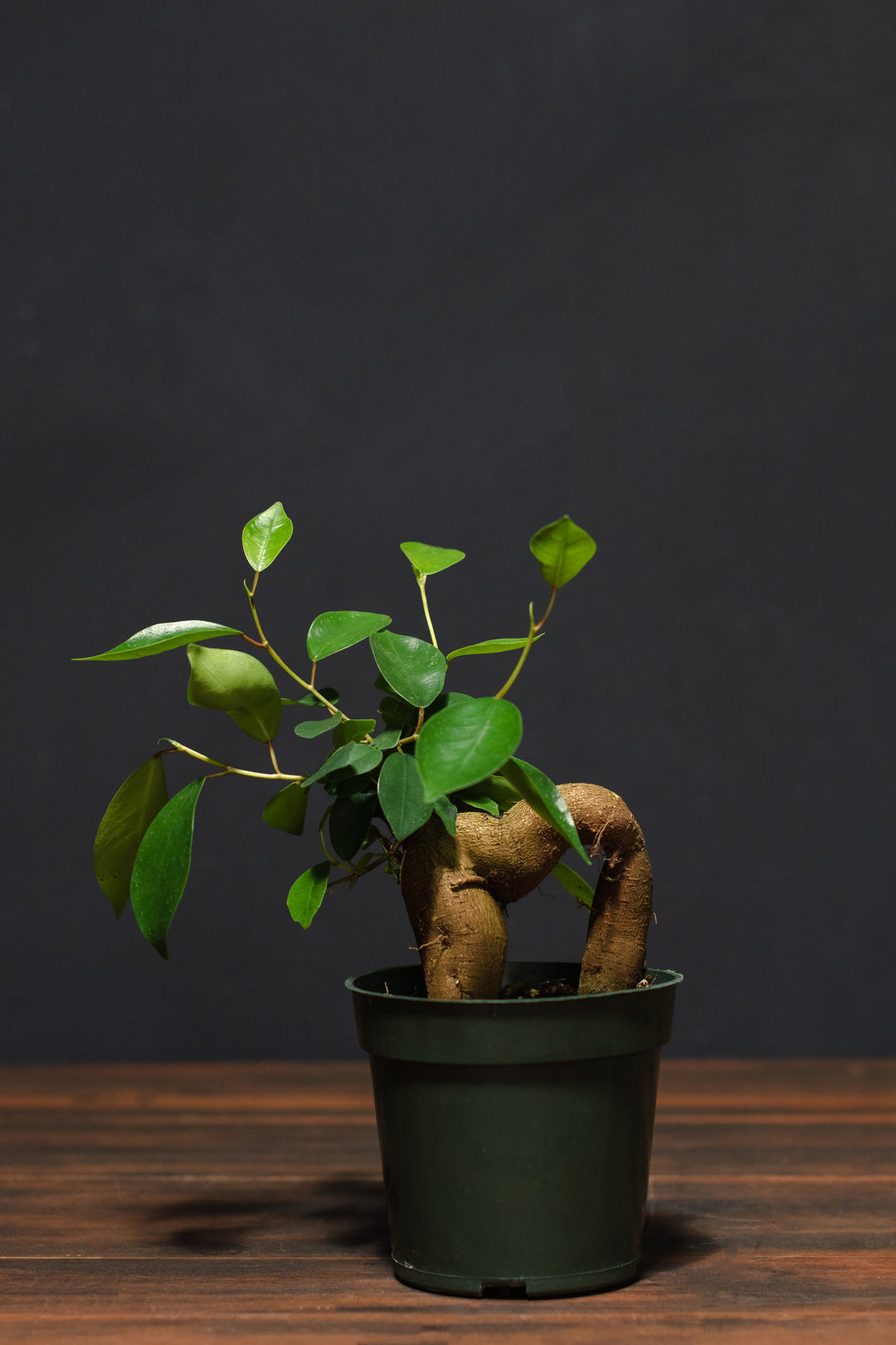 Ficus - Ginseng Character