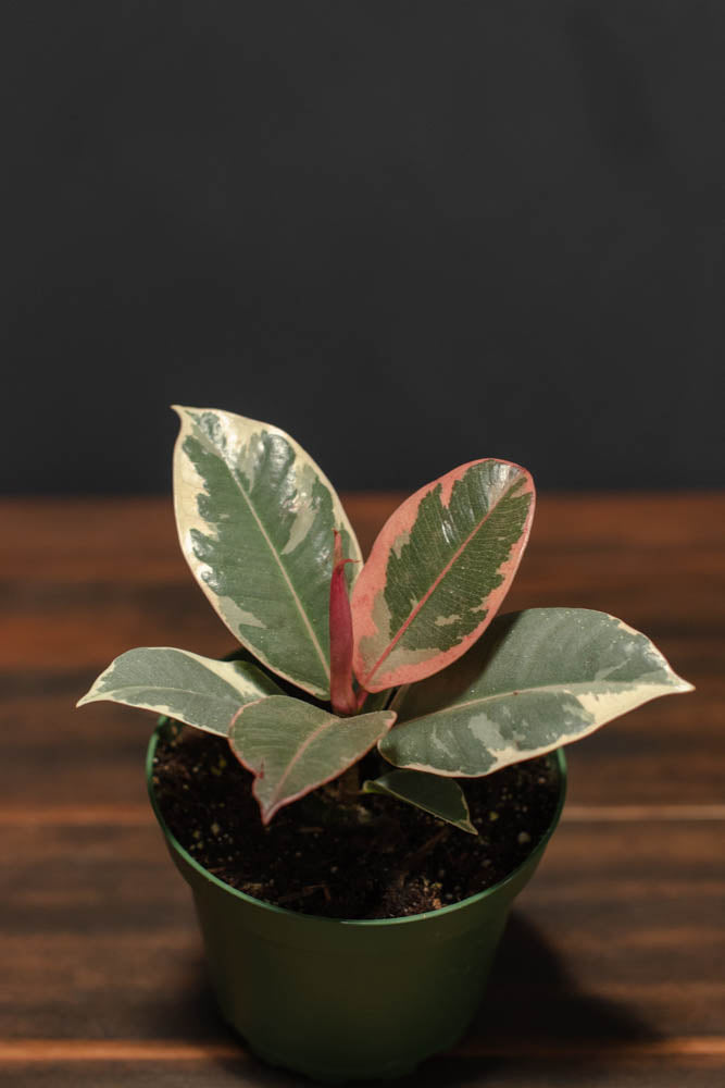 Ficus - Decora Tineke