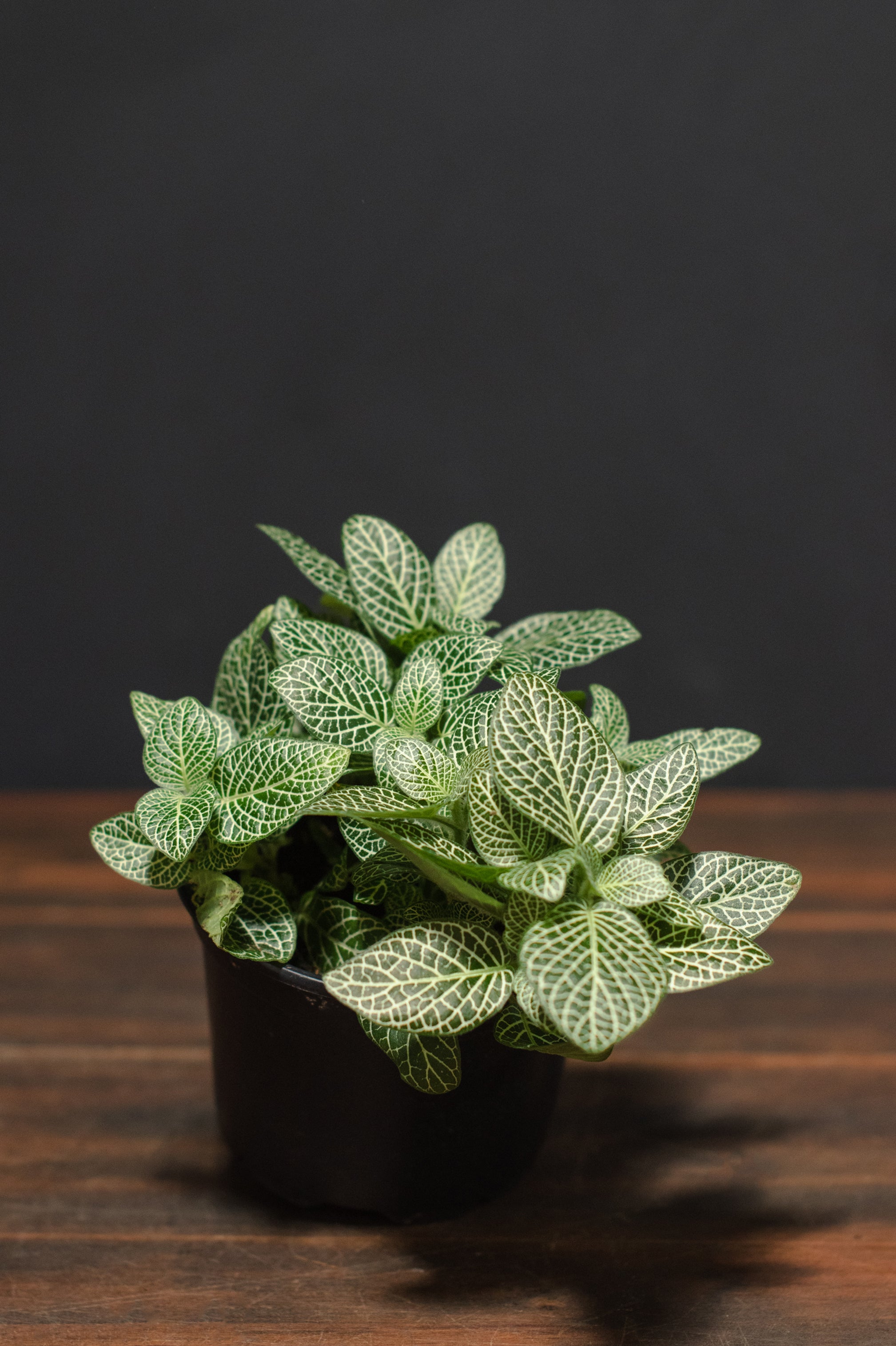 is fittonia a succulent Fittonia