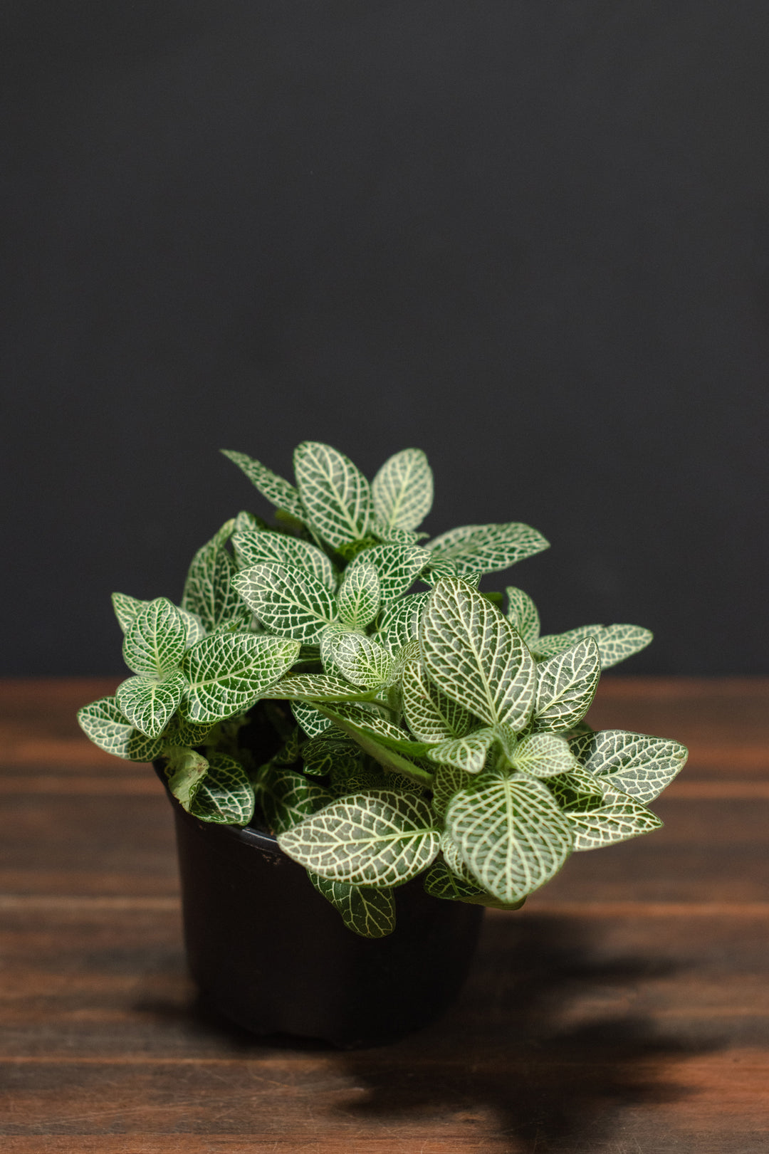 Fittonia - Argyroneura "Nerve Plant"