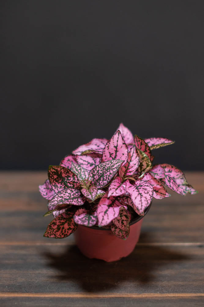 Hypoestes - Polka Dot Plant