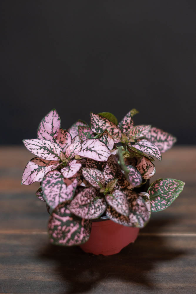 Hypoestes - Polka Dot Plant