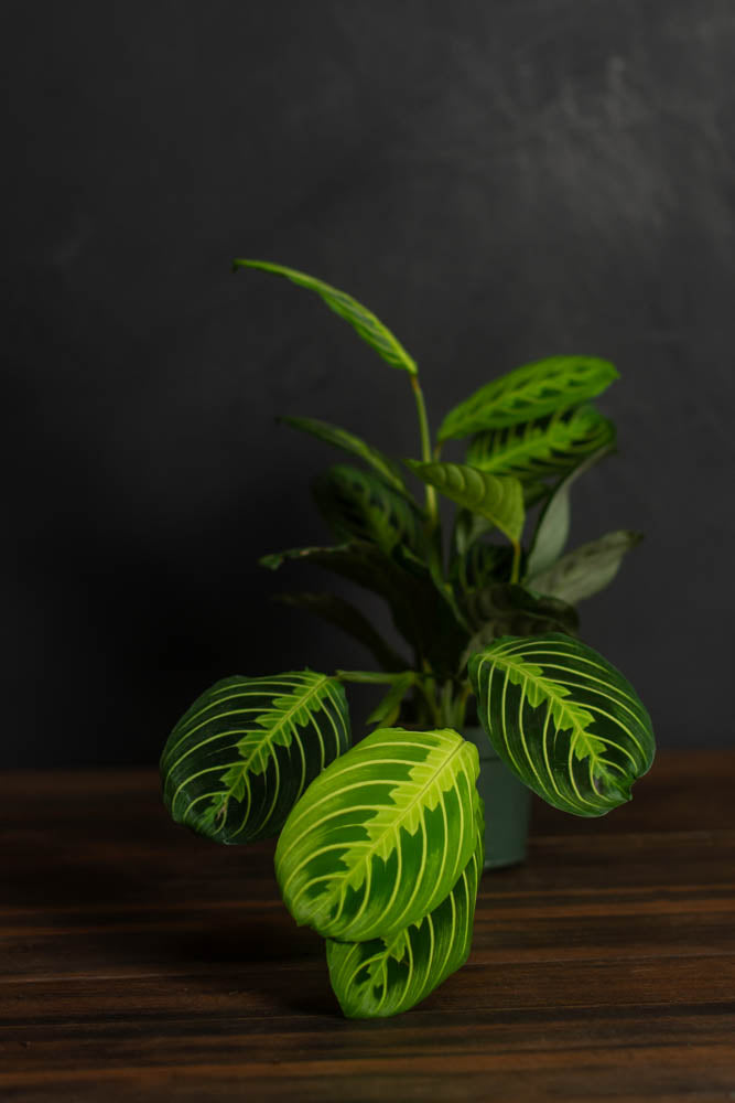 Maranta - Lemon Lime "Prayer Plant"