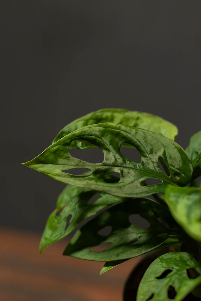 Monstera - Adansonii "Swiss Cheese"