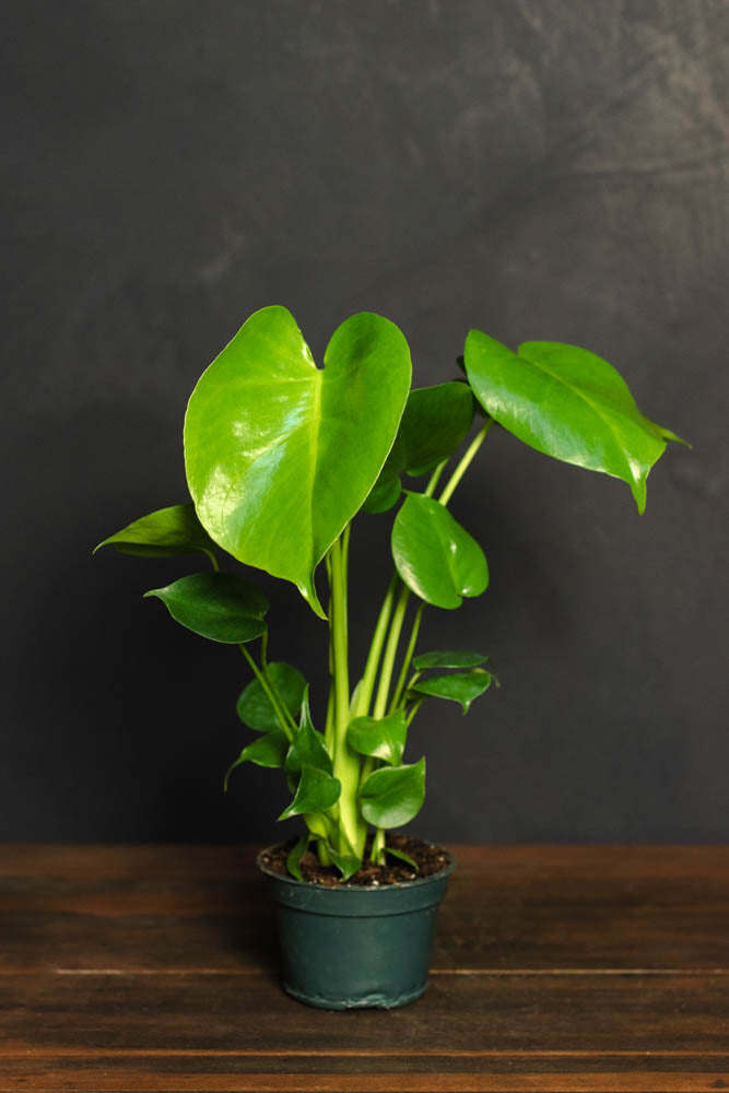 Monstera - Deliciosa "Split Leaf Philodendron"