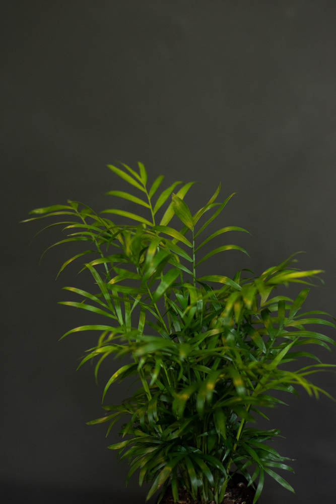 neanthe bella palm plant care Palm
