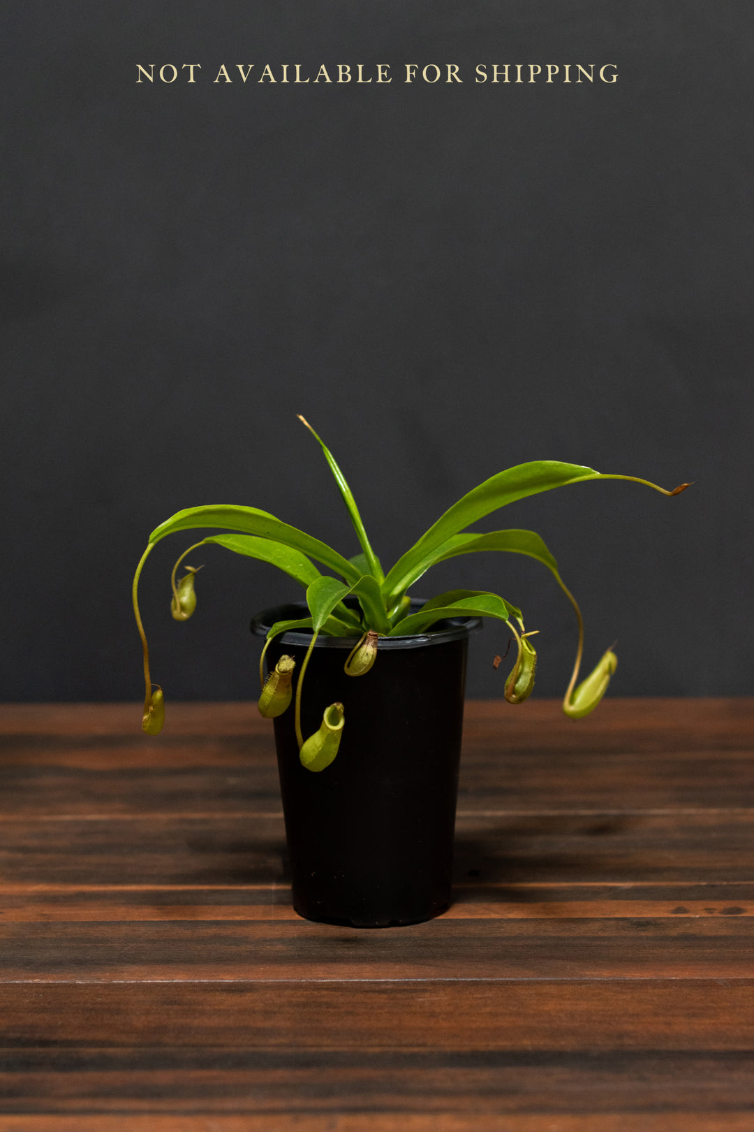 Nepenthes "Pitcher Plant"