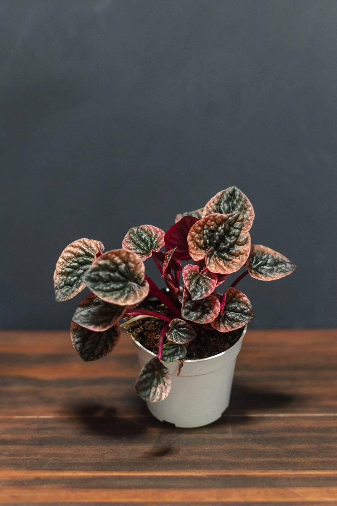 Peperomia - Caperata Abricos