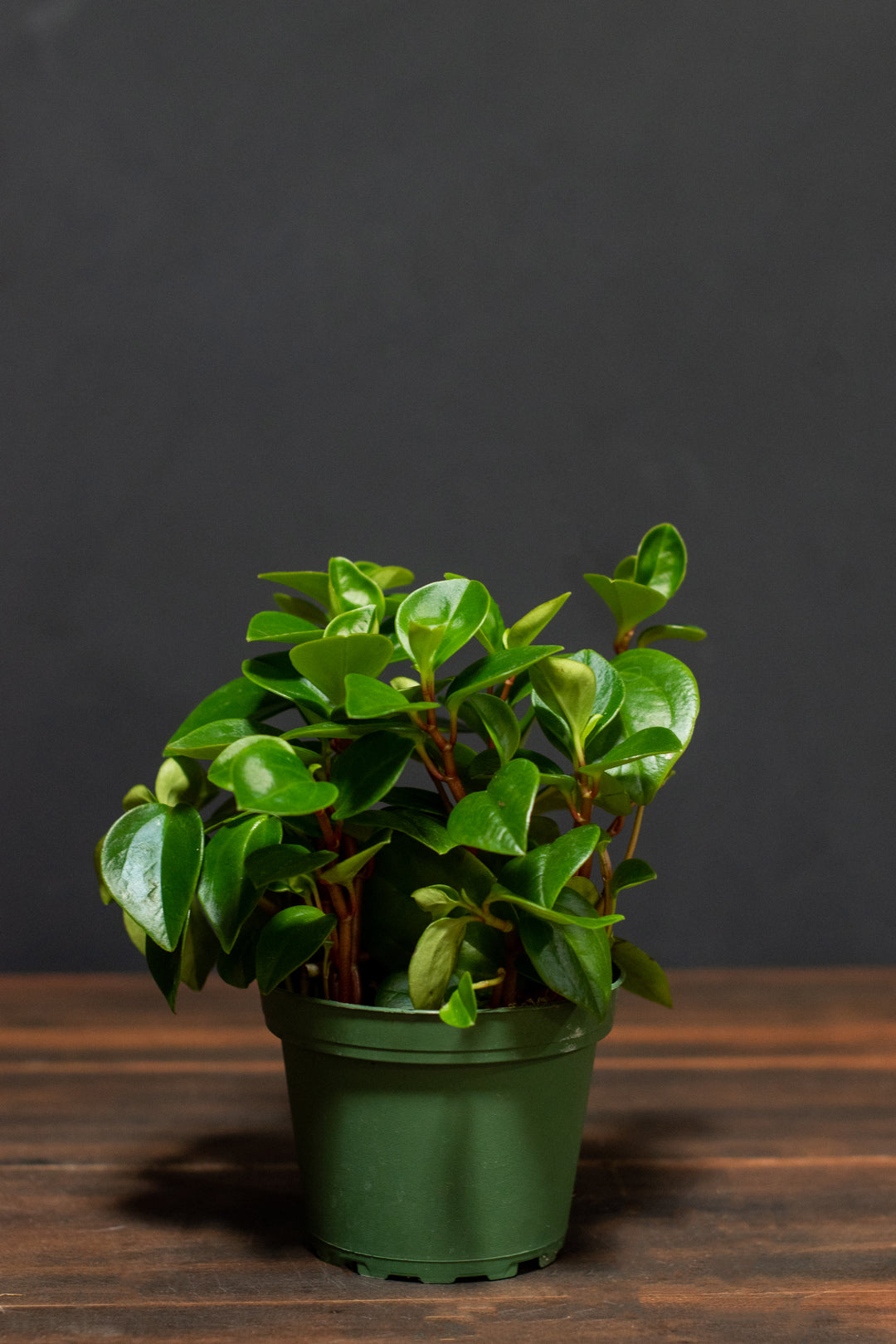 Peperomia - Cubensis