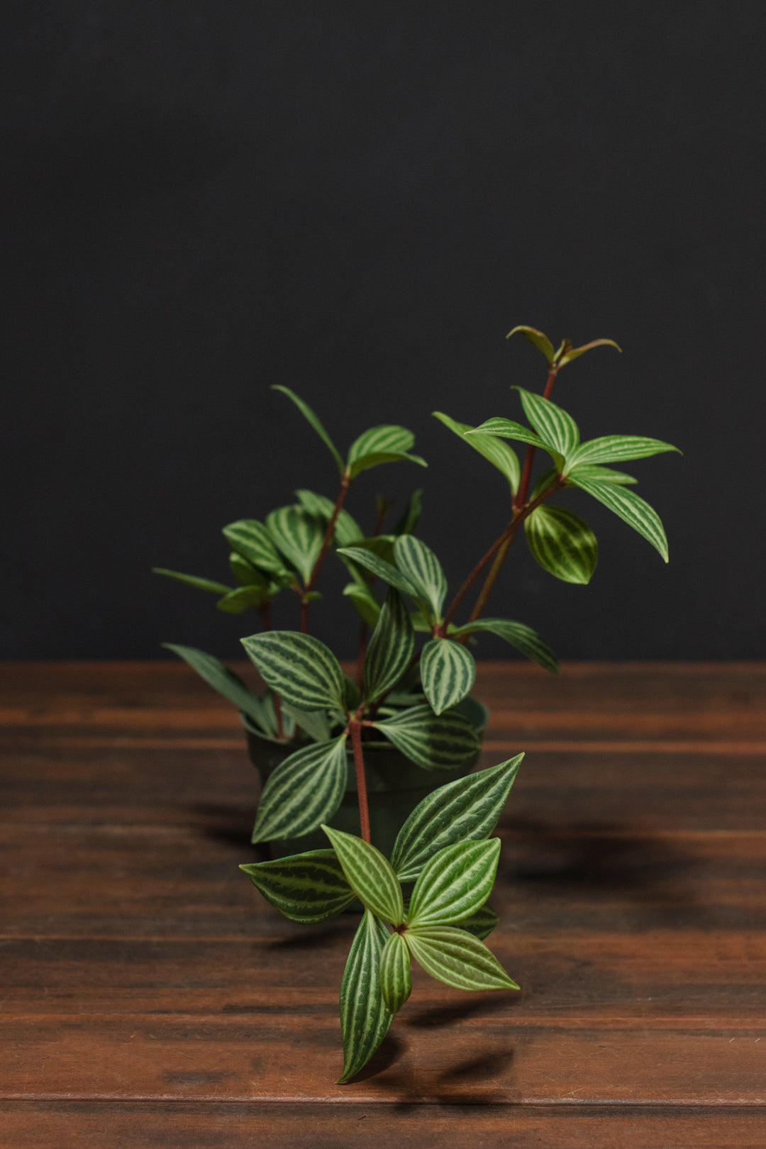Peperomia - Puteolata "Parallel"