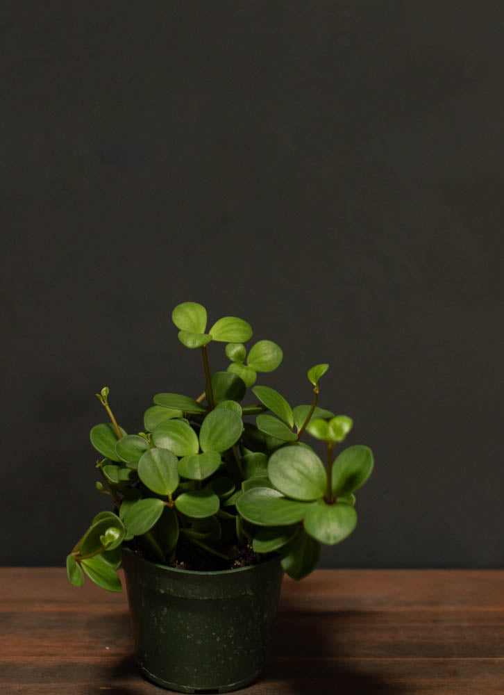 jade peperomia plant Peperomia