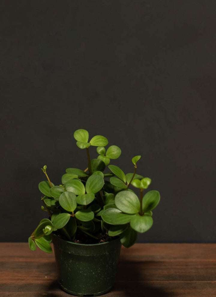 Peperomia - Hope