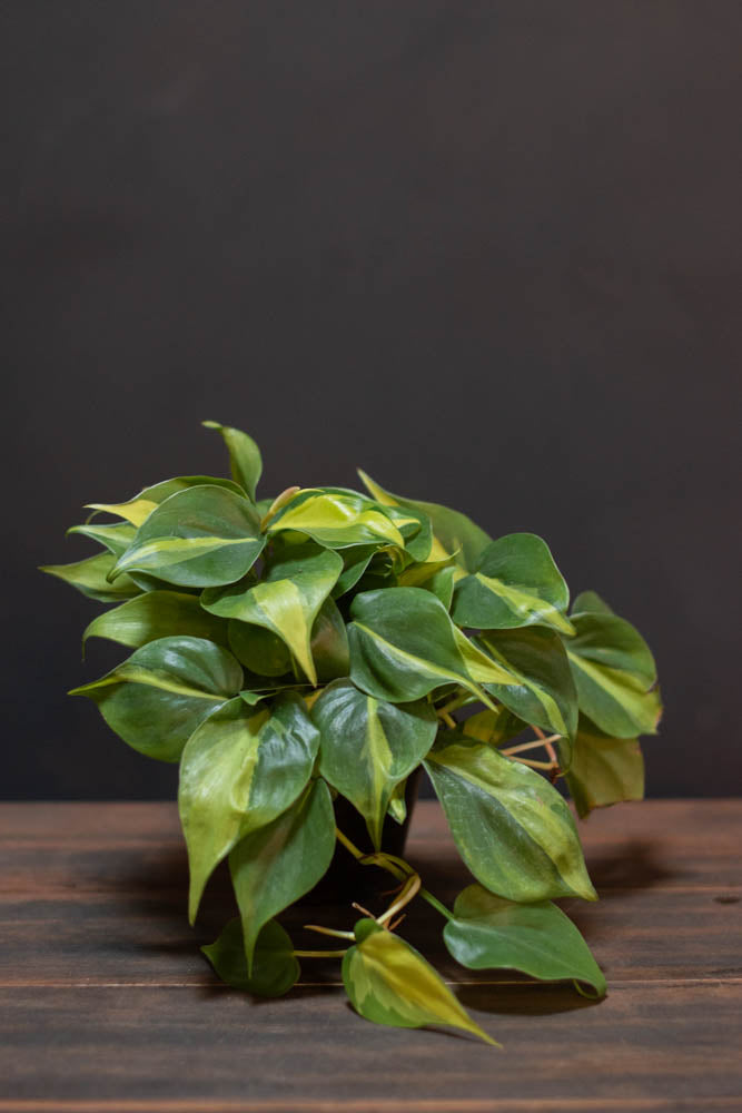 pale leafs on a philodendron brasil Philodendron