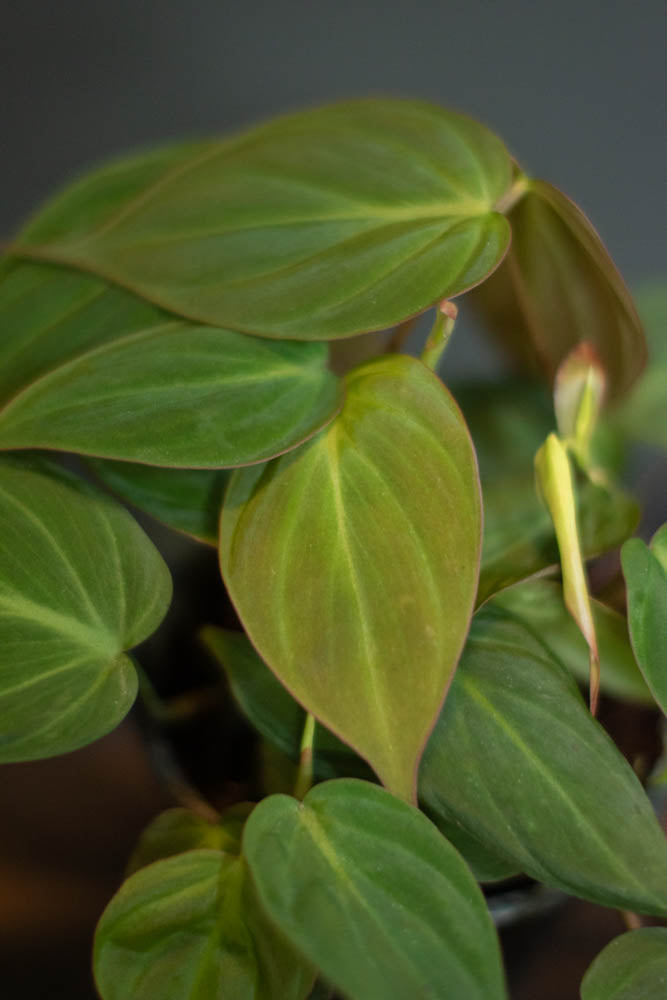 Philodendron - Micans
