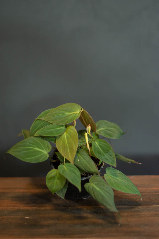 Philodendron - Micans