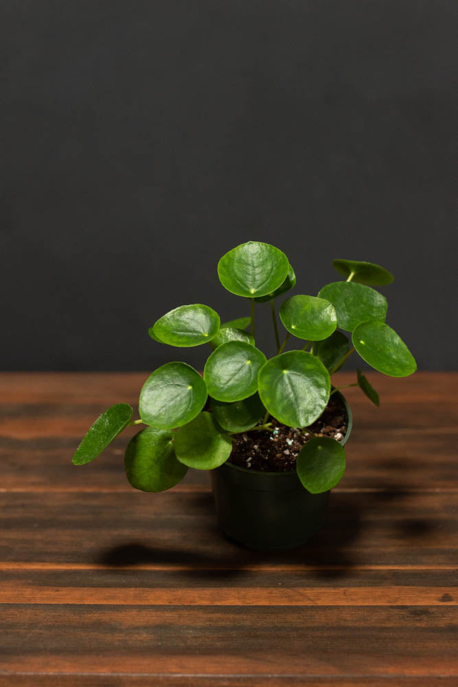 Pilea - Peperomioides