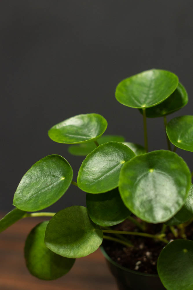 Pilea - Peperomioides