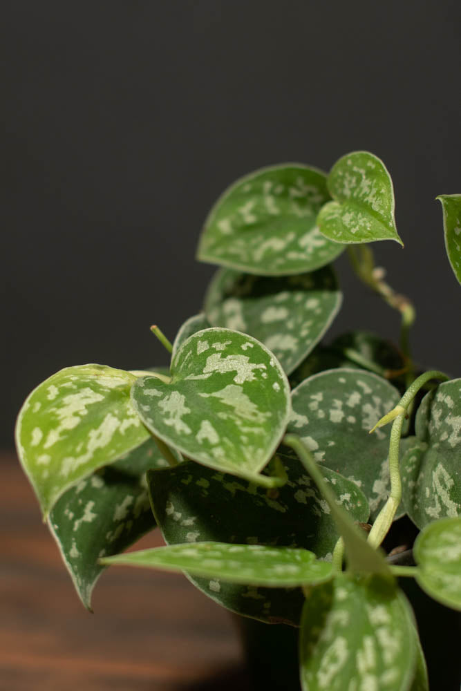 Pothos - Pictus Satin
