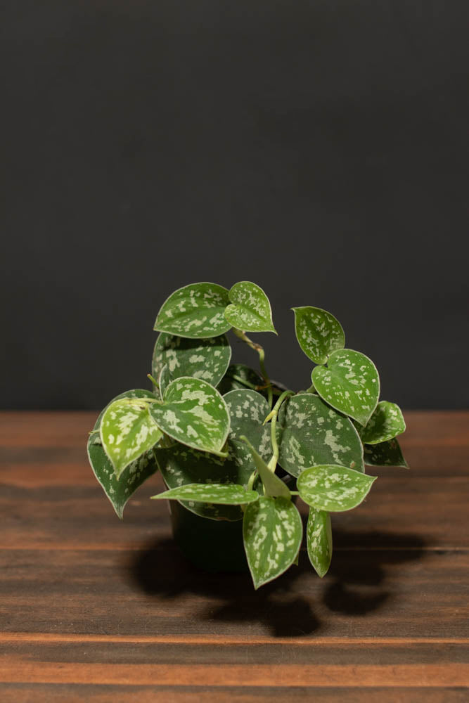 pothos pictus Pothos