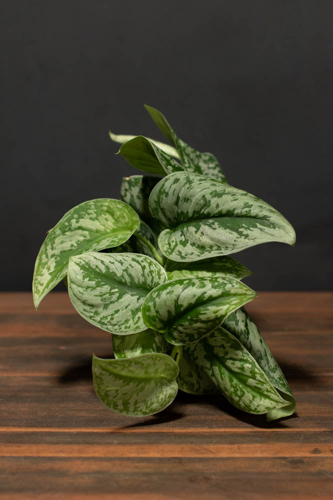 Pothos - Silver Splash