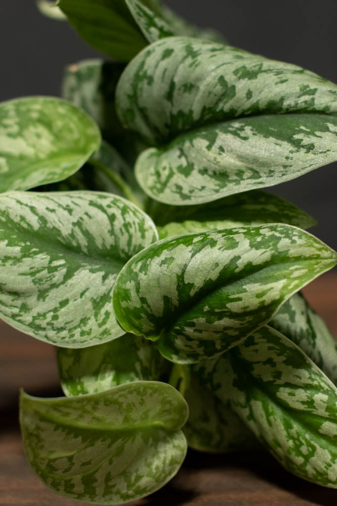 Pothos - Silver Splash