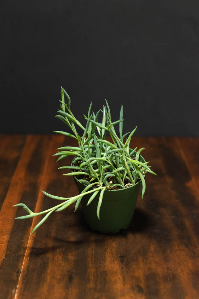 Senecio - Radicans "Fish Hooks"