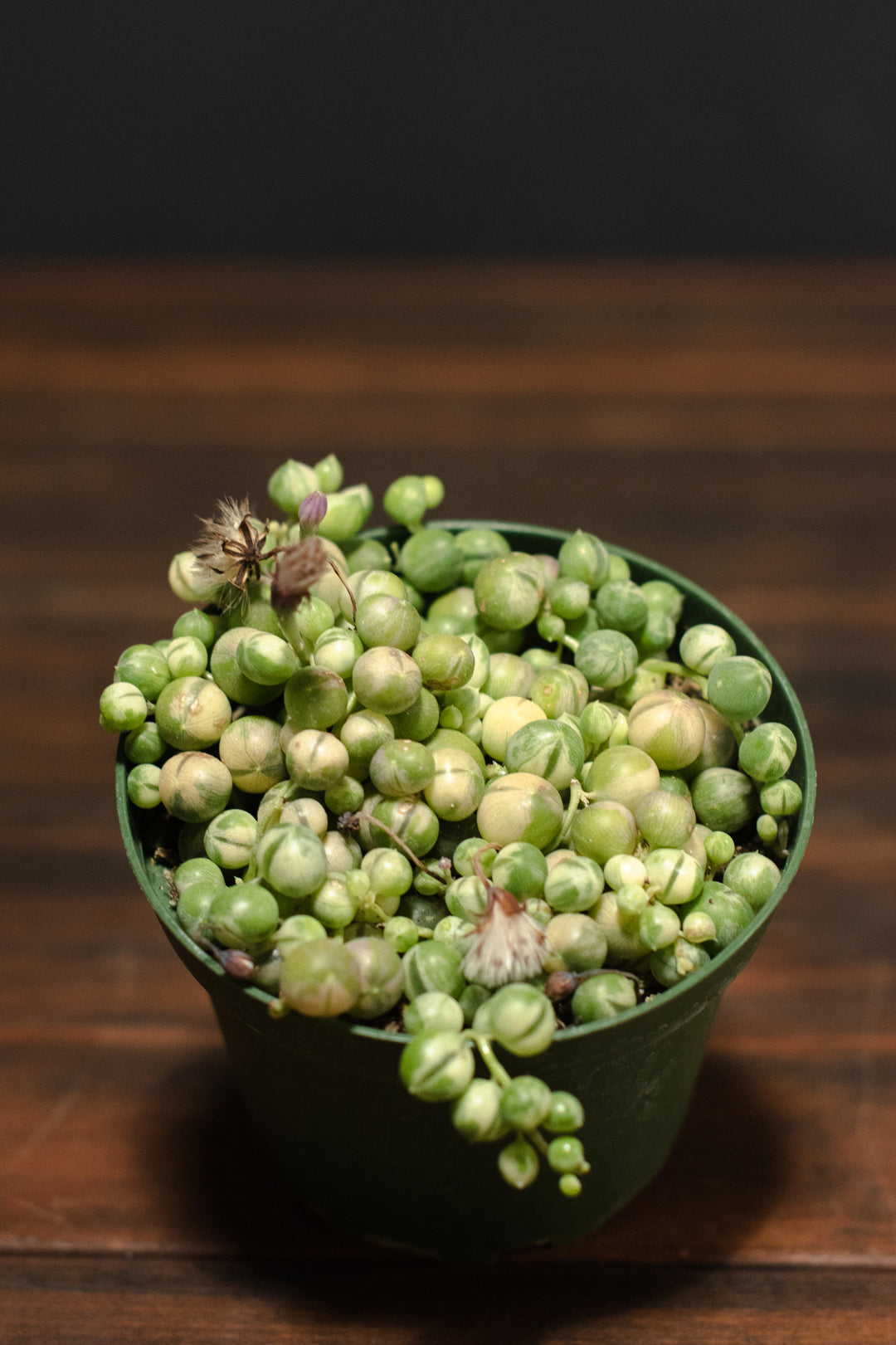 Senecio - Rowleyanus Variegata "String of Pearls"