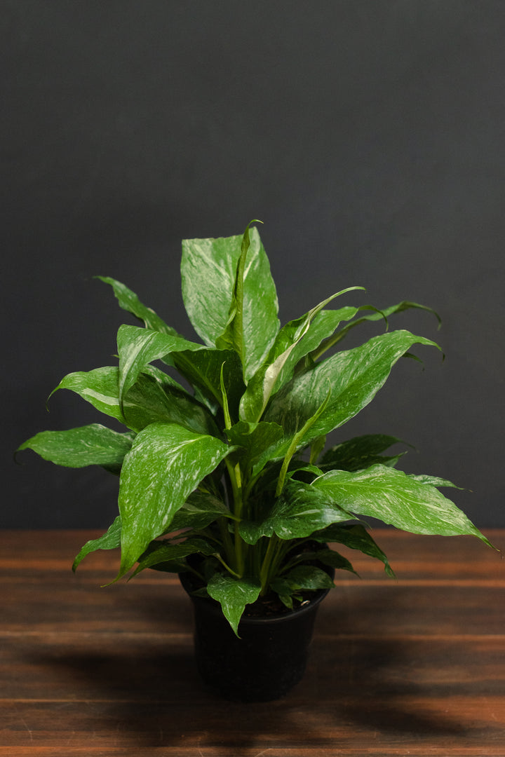 Spathiphyllum "Peace Lily" - Domino
