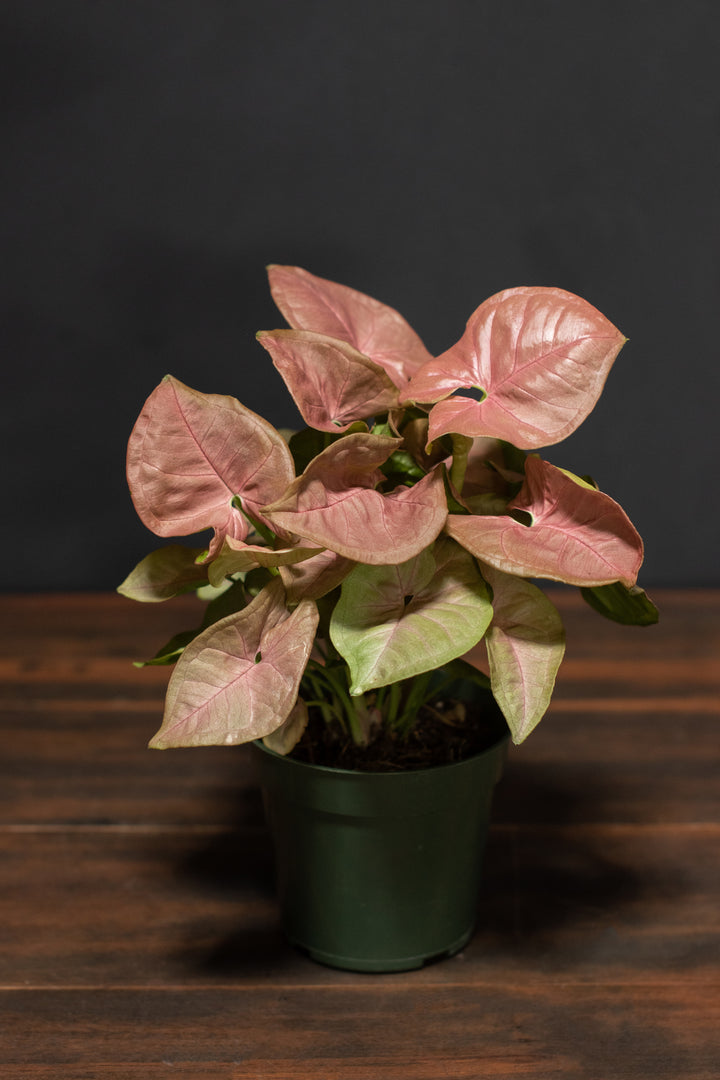 Syngonium - Neon
