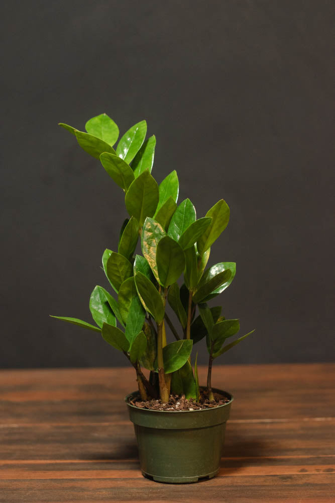 rubber plant vs zz plant Zamioculcas