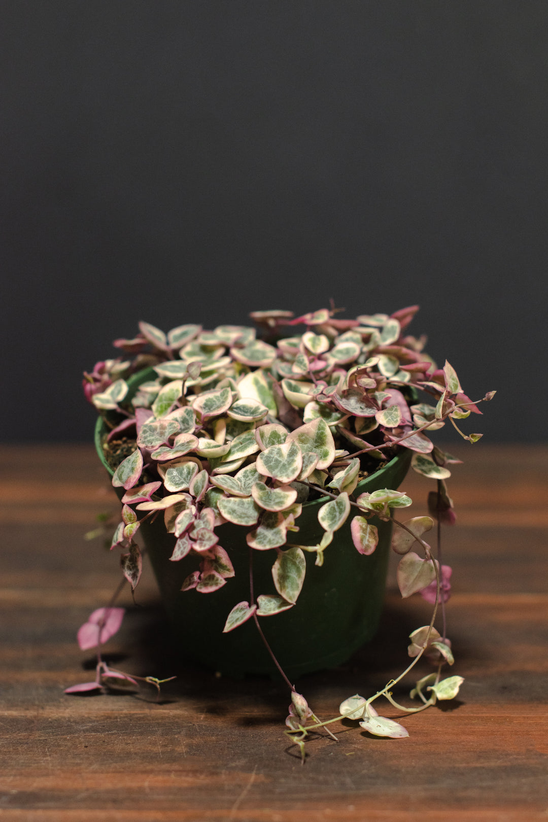 Ceropegia - Woodii "String of Hearts" Variegated